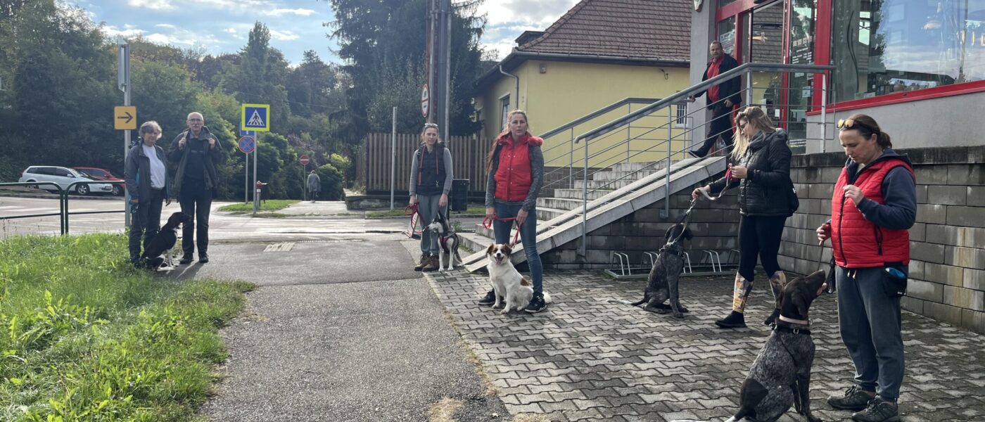 Csoportos városi szocializációs séta