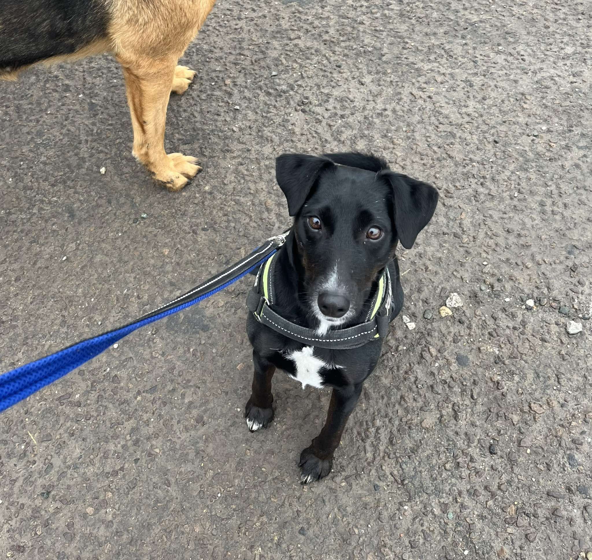 Cérninél, a mentett kutyus