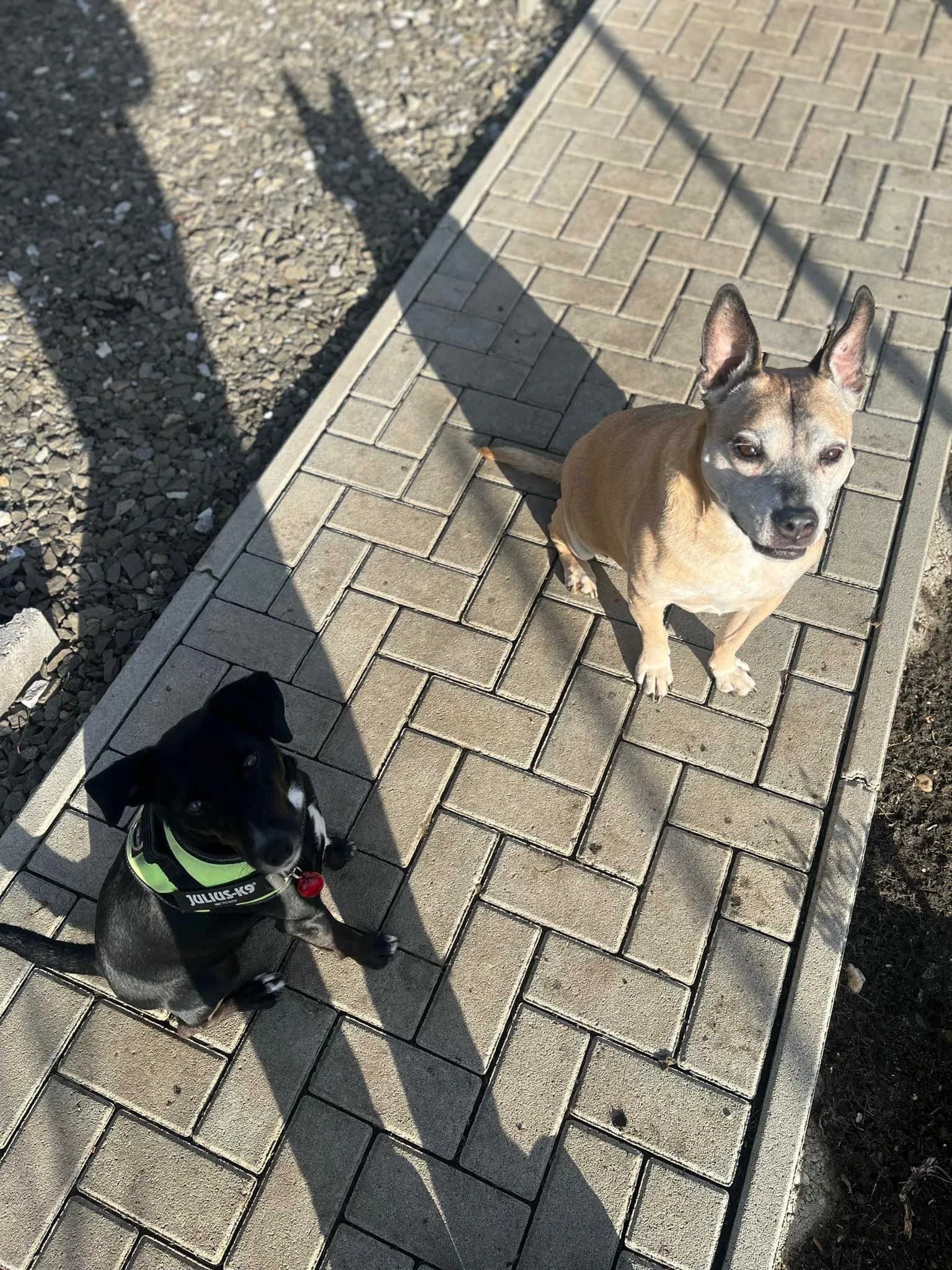 Cérni a hirtelen robbanó kutya