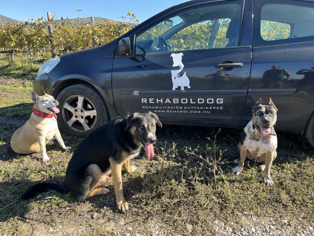 Rehaboldog - Eger - kutyakiképzés