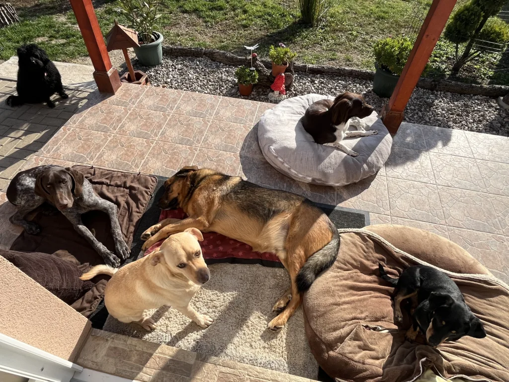 Rehaboldog - Eger - kutyakiképzés