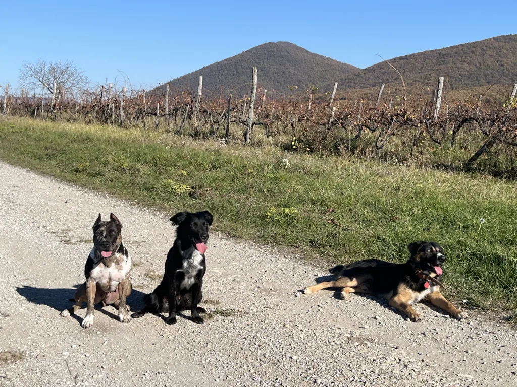 Rehaboldog - Eger - kutyakiképzés