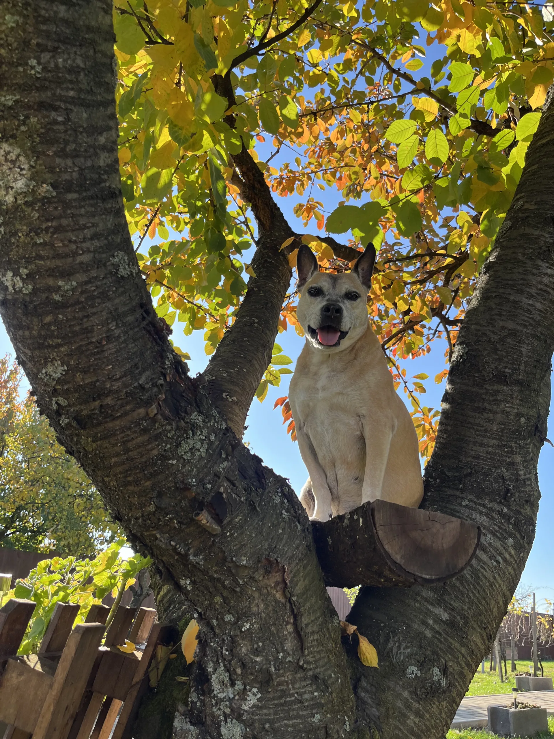 Rehaboldog - Eger - kutyakiképzés