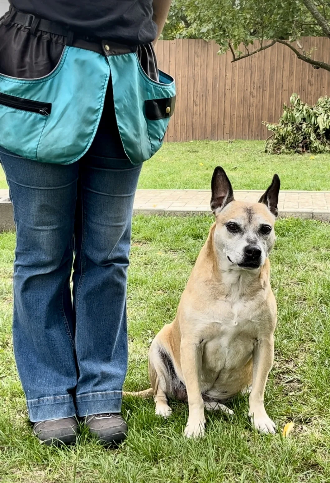 Rehaboldog - Eger - kutyakiképzés