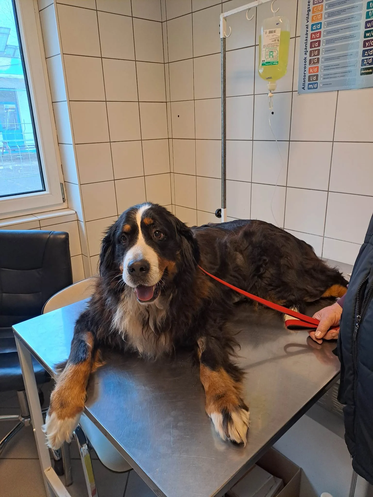 Lili a Berni pásztorkutya