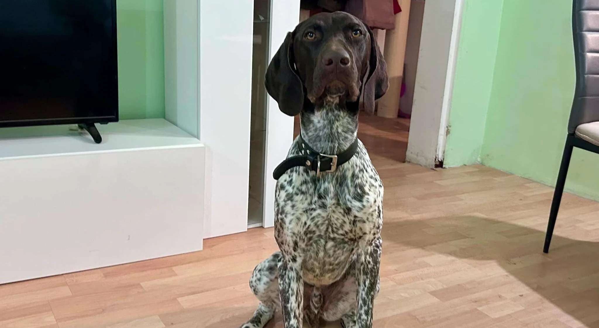 Amikor kimarad a kölyökkori szocializáció - avagy Brúnó esete.