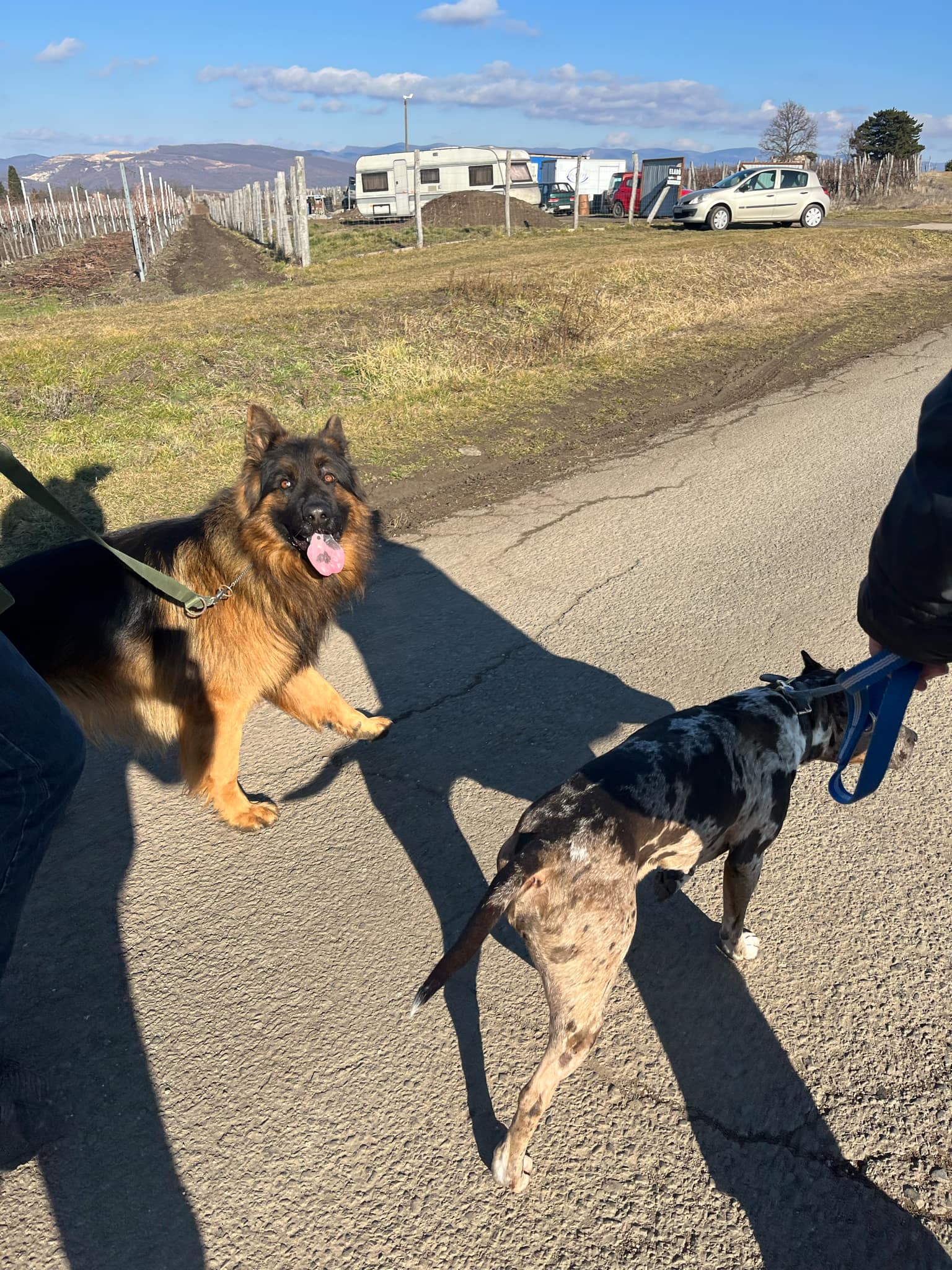 Kölyökkorban szerzett trauma következménye a bizonytalanság és a helytelen kommunikáció.