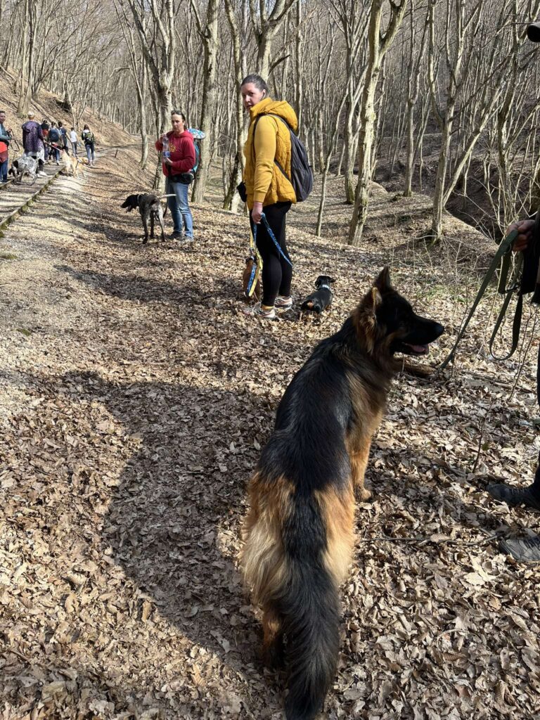 Max a németjuhász kutya sok kutyával sétál