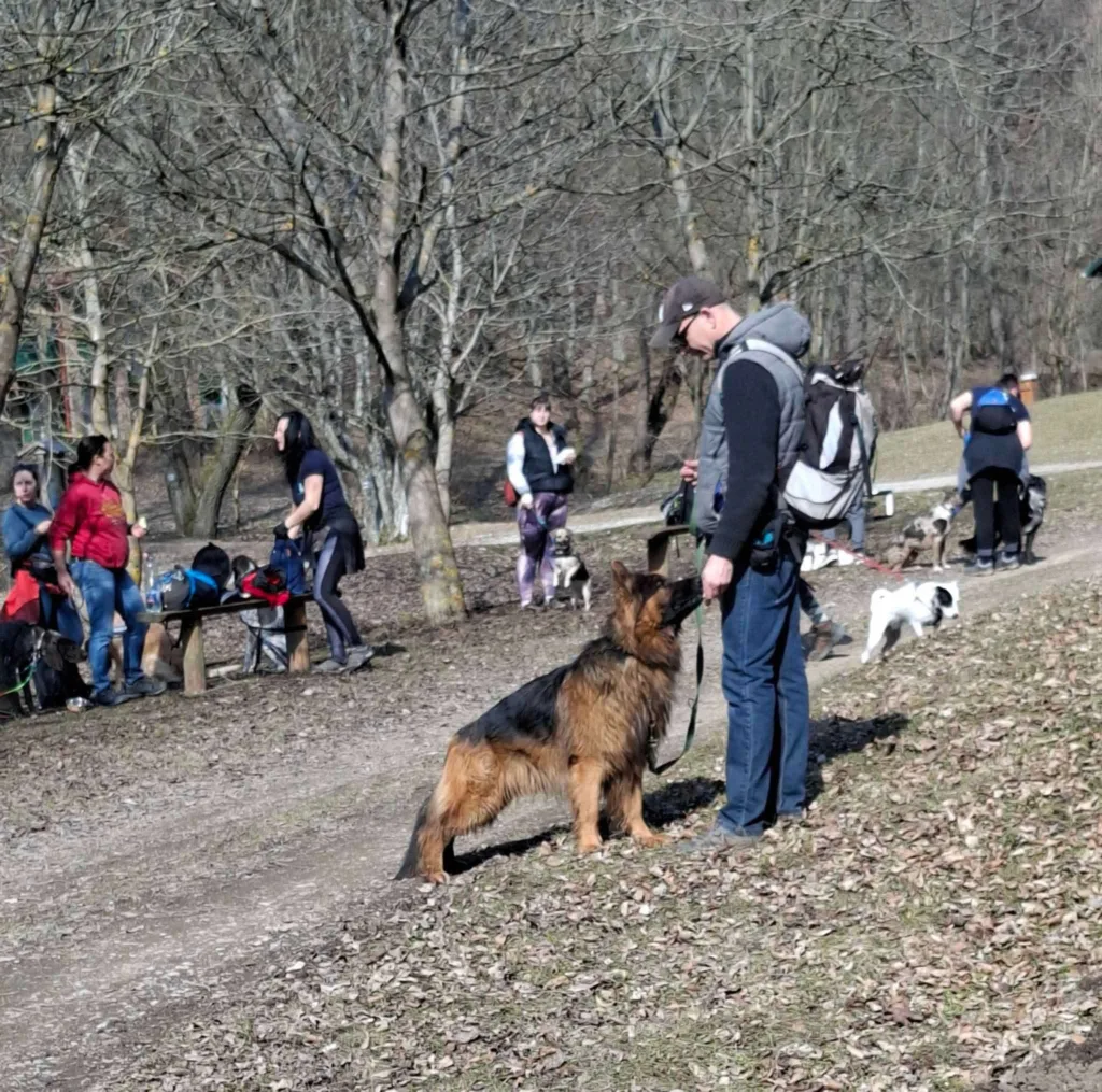 Max a németjuhász sok kutyával sétál