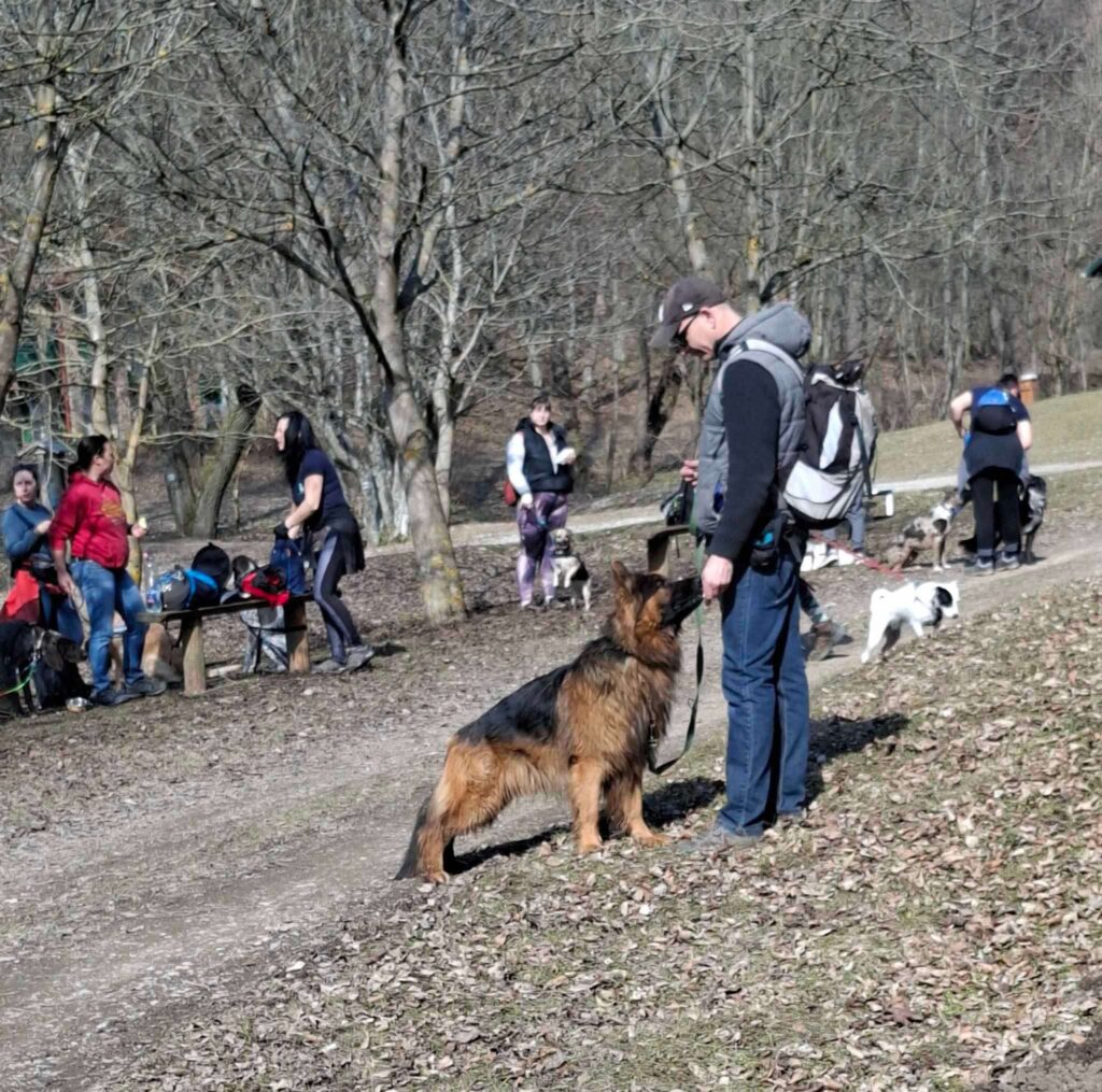 Max a németjuhász sok kutyával sétál