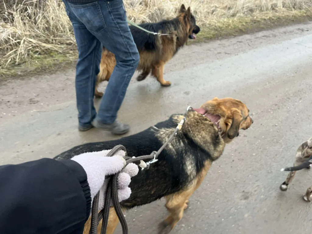 Max kutya és Natan egymás mellett sétál