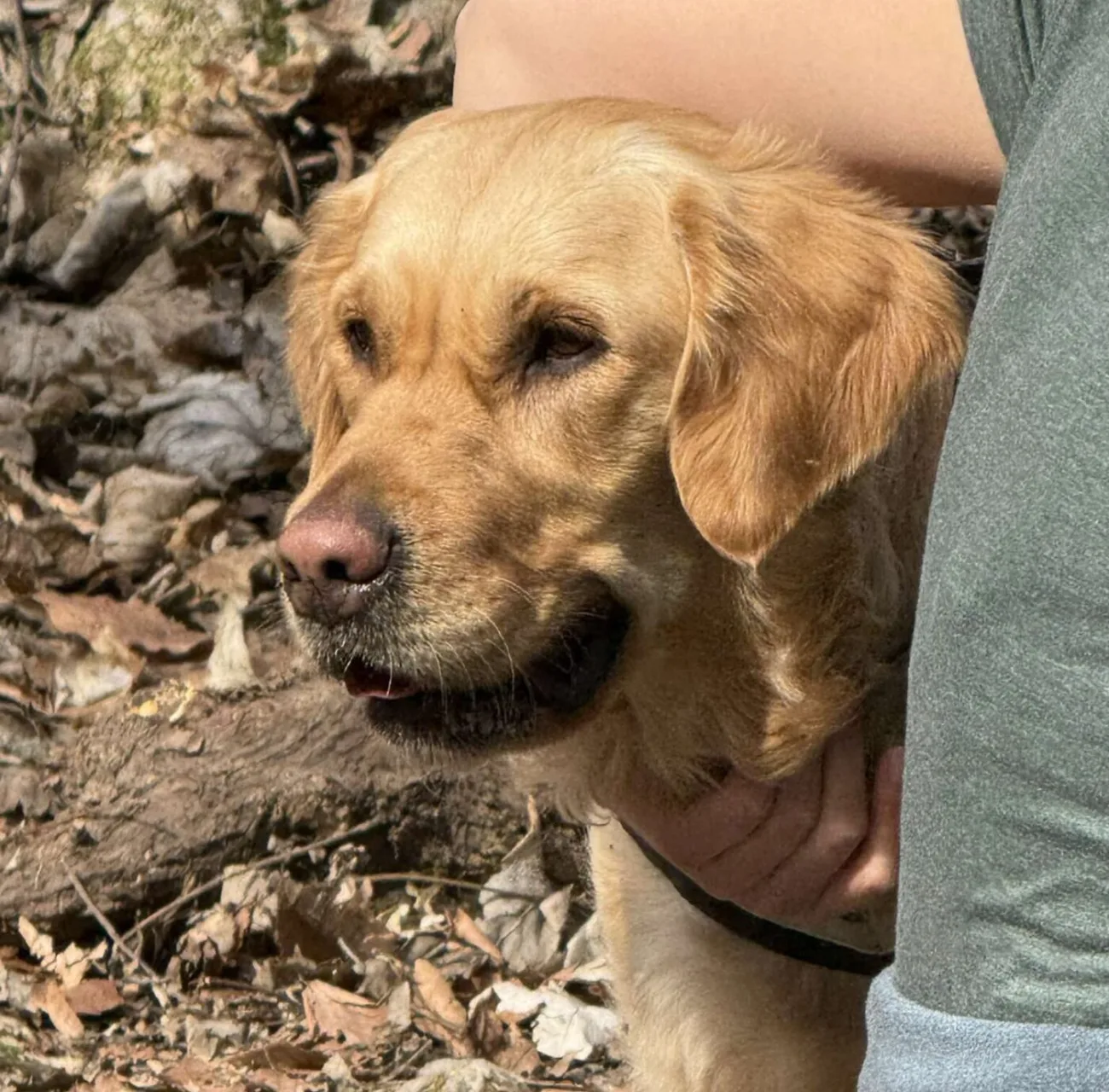 Van, hogy a kutya bizonytalansága az otthonában történtekből ered.
