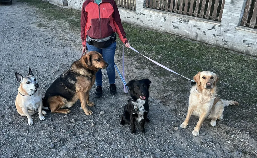 Mélna, ahogy szorong a többi kutya jelenlétében