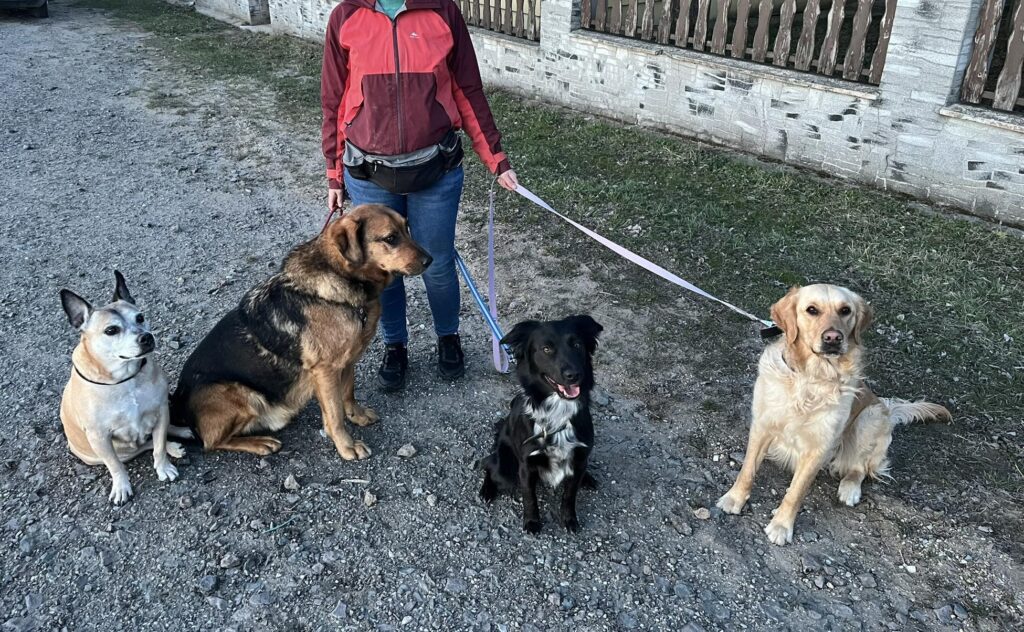 Mélna, ahogy szorong a többi kutya jelenlétében