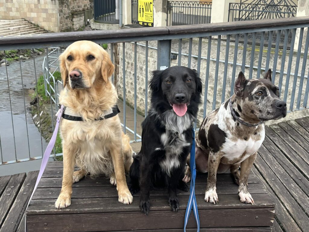 Málna, a szocializáció hiányos golden retriever