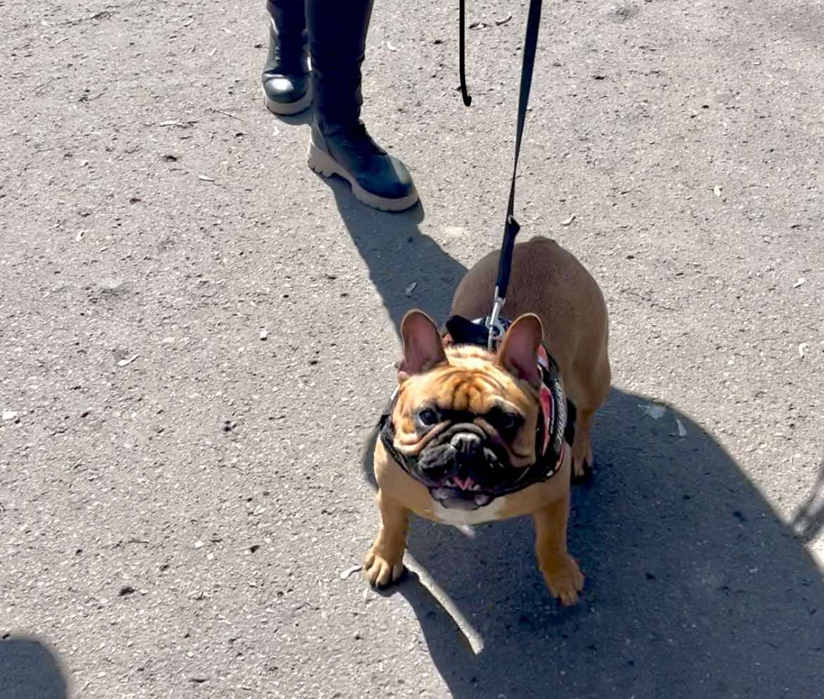 Az átirányított agresszió és kialakulása