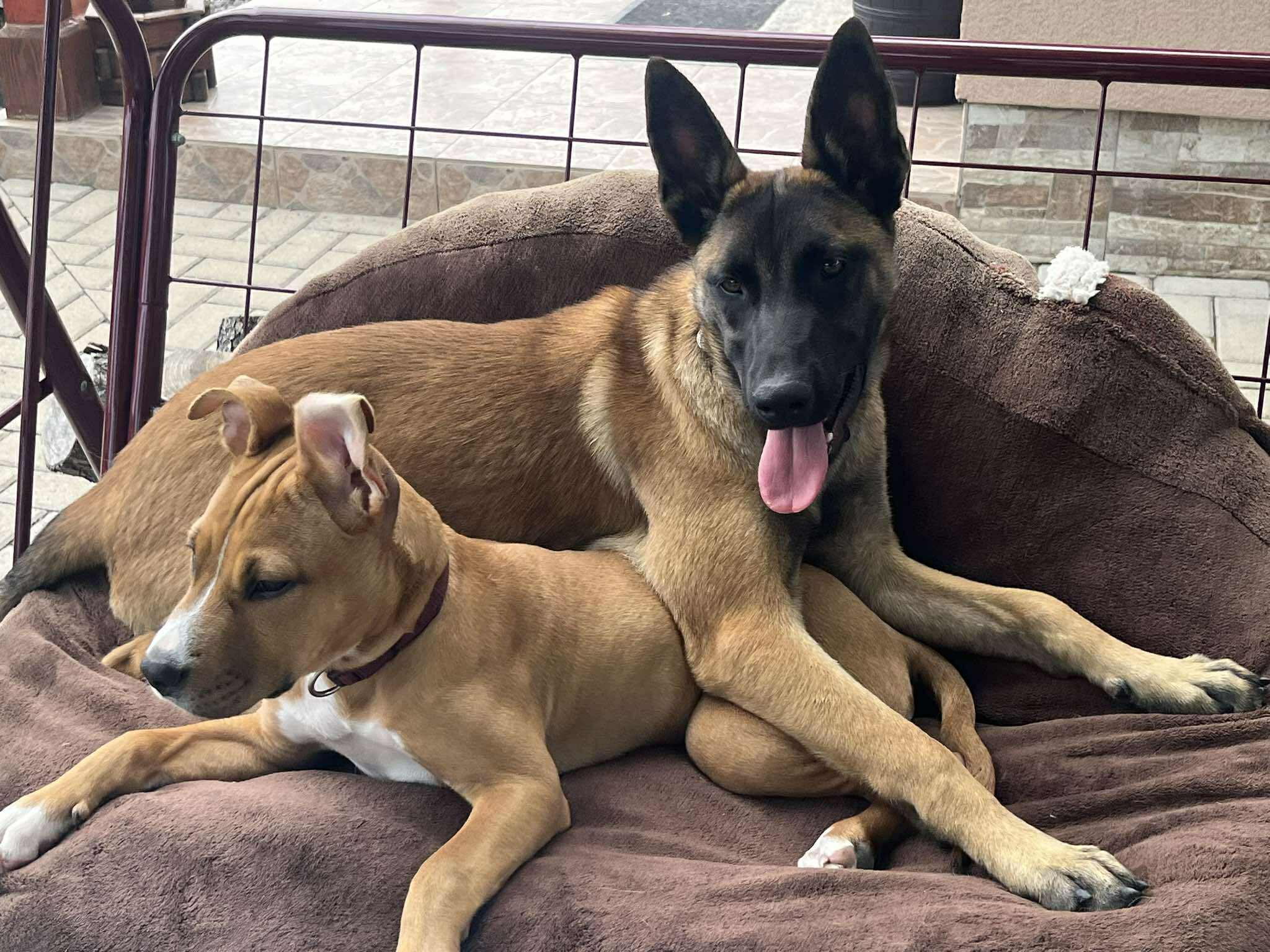 Mielőtt kiskutyát választunk, tájékozódjunk a fajtajellemről.