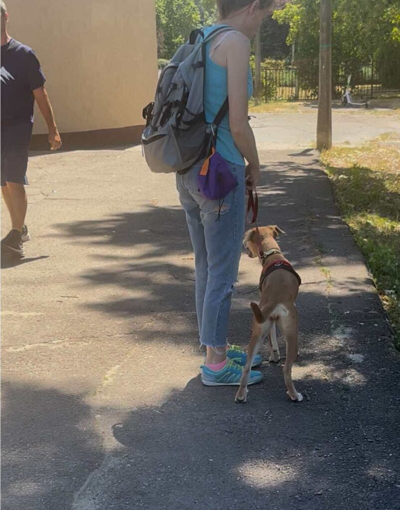 Turmix a bántalmazott kölyök kutya
