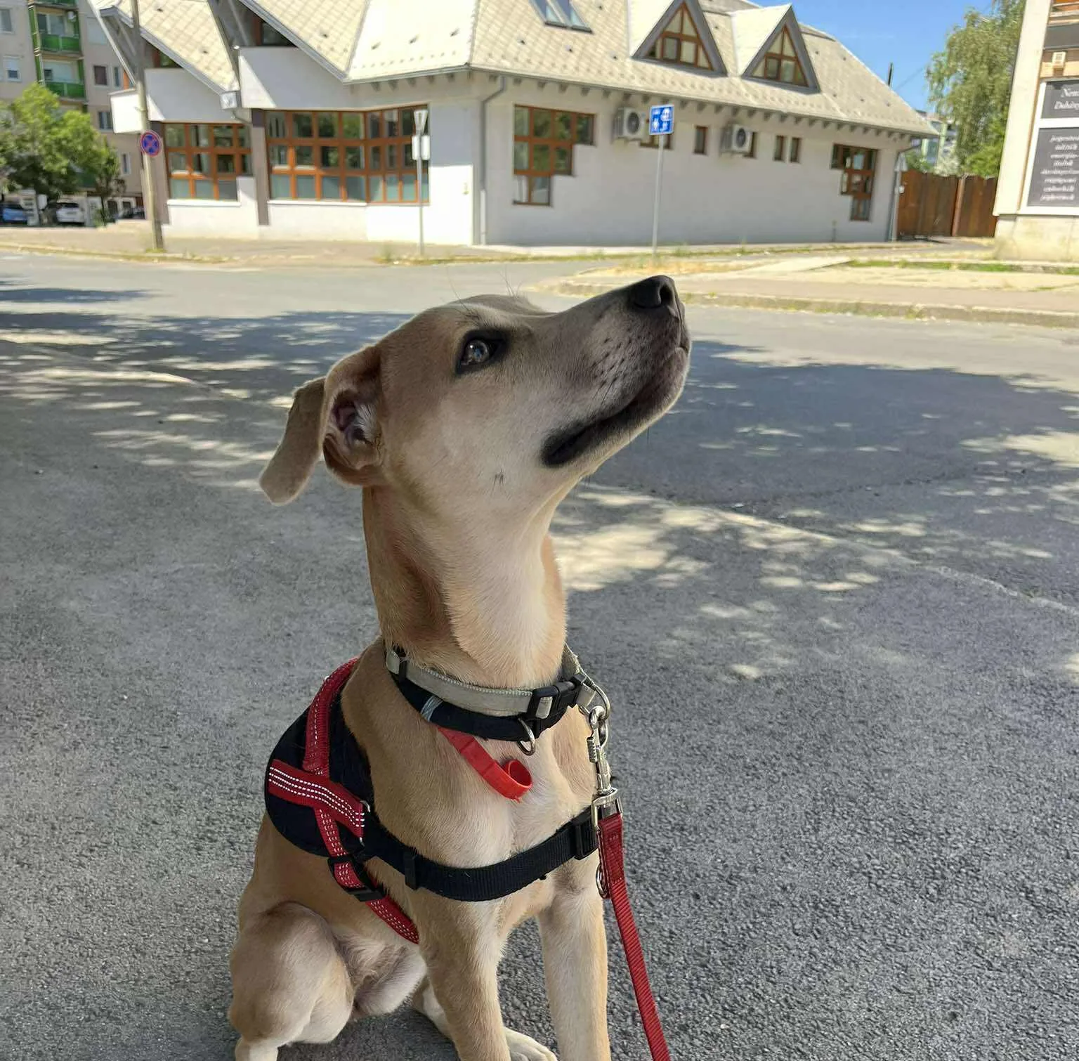 A kutyák korai szocializációjának fontossága kiemelkedően nagy szerepet játszik a gazdával való harmonikus együttélés kialakításában és a későbbi viselkedési problémák megelőzésében.