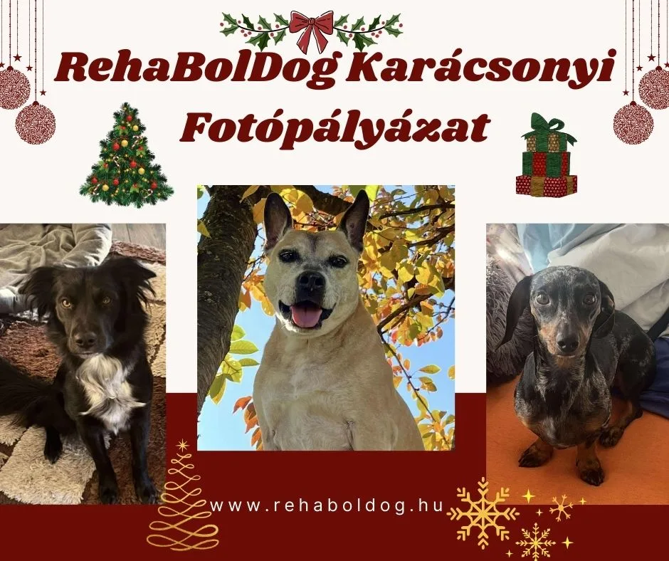 RehaBolDog Karácsonyi Fotópályázat